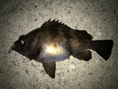 2020ライトゲーム第6戦