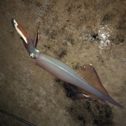 雪の中ヤリイカ釣行