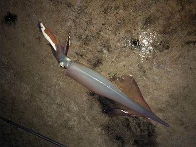 雪の中ヤリイカ釣行