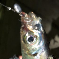 アジにもリブロ