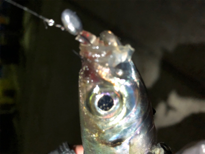 アジにもリブロ