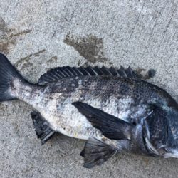 寒い中エビ撒き釣行