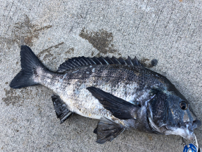 寒い中エビ撒き釣行