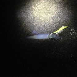 ヤリイカをもとめて