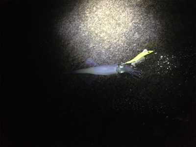 ヤリイカをもとめて