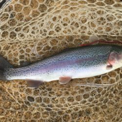 初めての管理釣り場