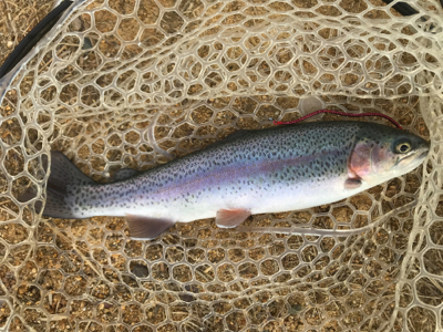 初めての管理釣り場