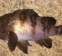 メバリング1805〜1855