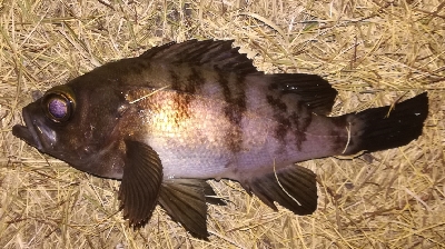 メバリング1805〜1855