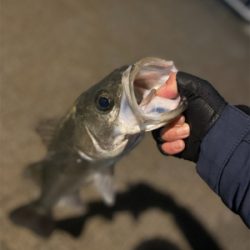 久々、都市型河川でシーバスマルチ