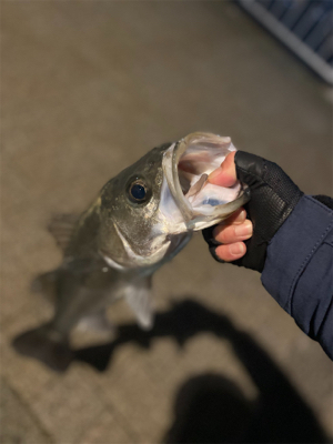 久々、都市型河川でシーバスマルチ
