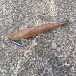 ヤリイカリベンジ