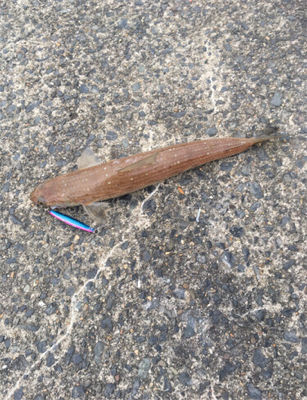 ヤリイカリベンジ