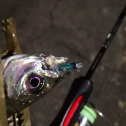 アジング練習 109  スローテーパーを楽しむの巻