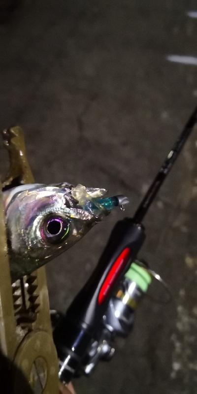 アジング練習 109  スローテーパーを楽しむの巻