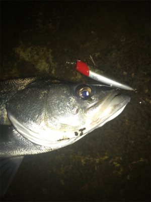 寒いけど釣れます！