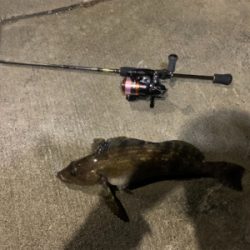 トマトの出張前釣行in八戸