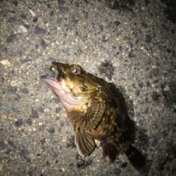 ガッシーとフィッシングショー！