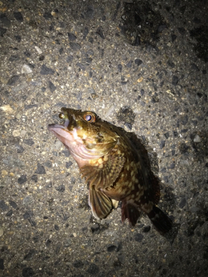 ガッシーとフィッシングショー！