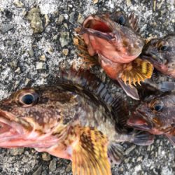 ガシラはいける!