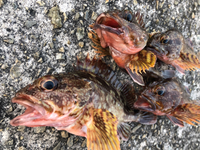 ガシラはいける!