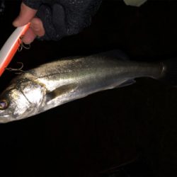 ベイトは不明も