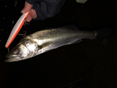 ベイトは不明も