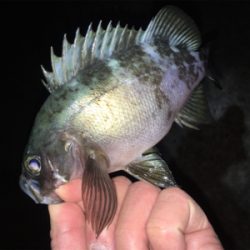 ライトゲーム、メバリング