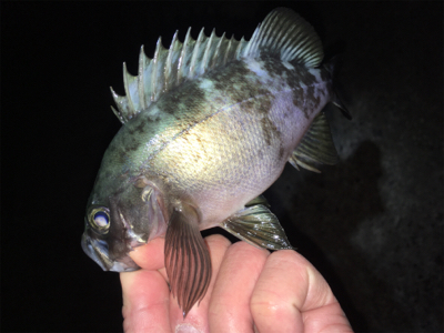 ライトゲーム、メバリング