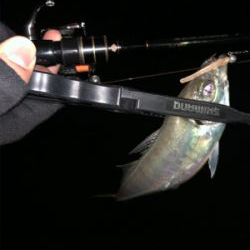 久々のアジング