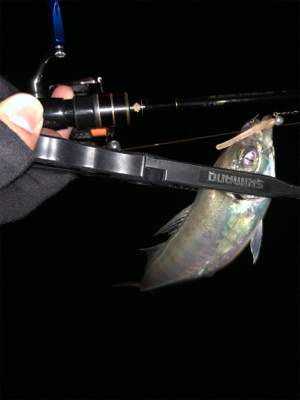 久々のアジング