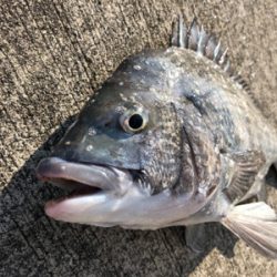 朝からエビ撒き