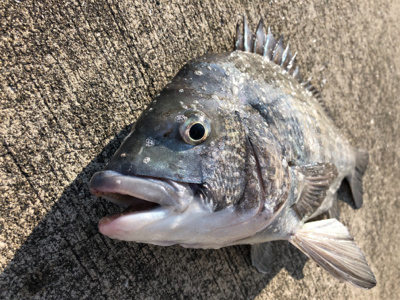 朝からエビ撒き