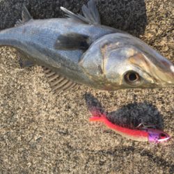 シーバスはそこそこいる感じ