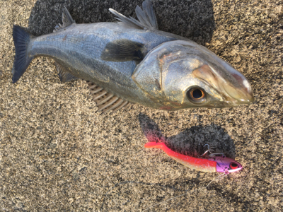 シーバスはそこそこいる感じ