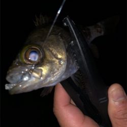 垂水漁港でアジングしてたら‥