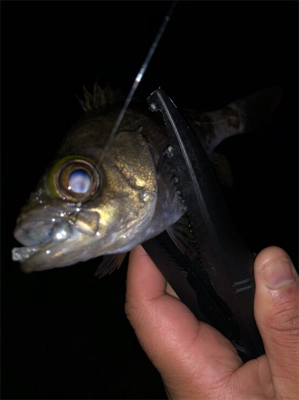 垂水漁港でアジングしてたら‥