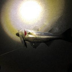 敢えてルアーで