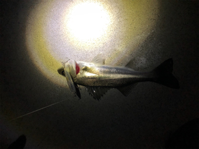 敢えてルアーで