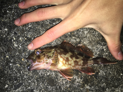 朝～昼ライトゲーム