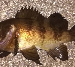 メバリング1810〜1854