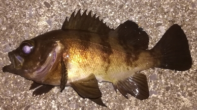 メバリング1810〜1854