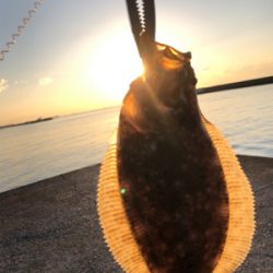 ヒラメ釣果