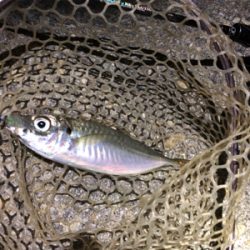 ナイスサイズアジ