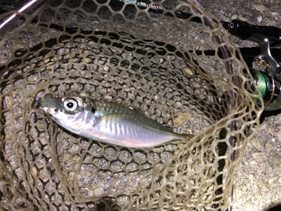 ナイスサイズアジ