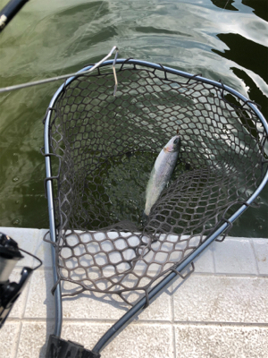 服部緑地　プールトラウト