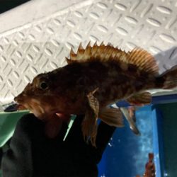 ロックフィッシュショート便に乗ってきました