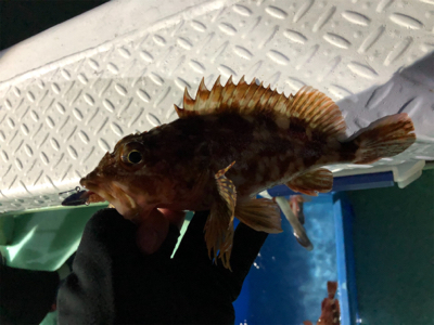 ロックフィッシュショート便に乗ってきました…