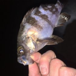 明石方面メバリング