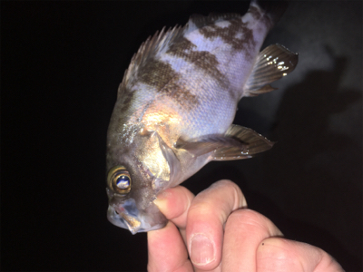 明石方面メバリング